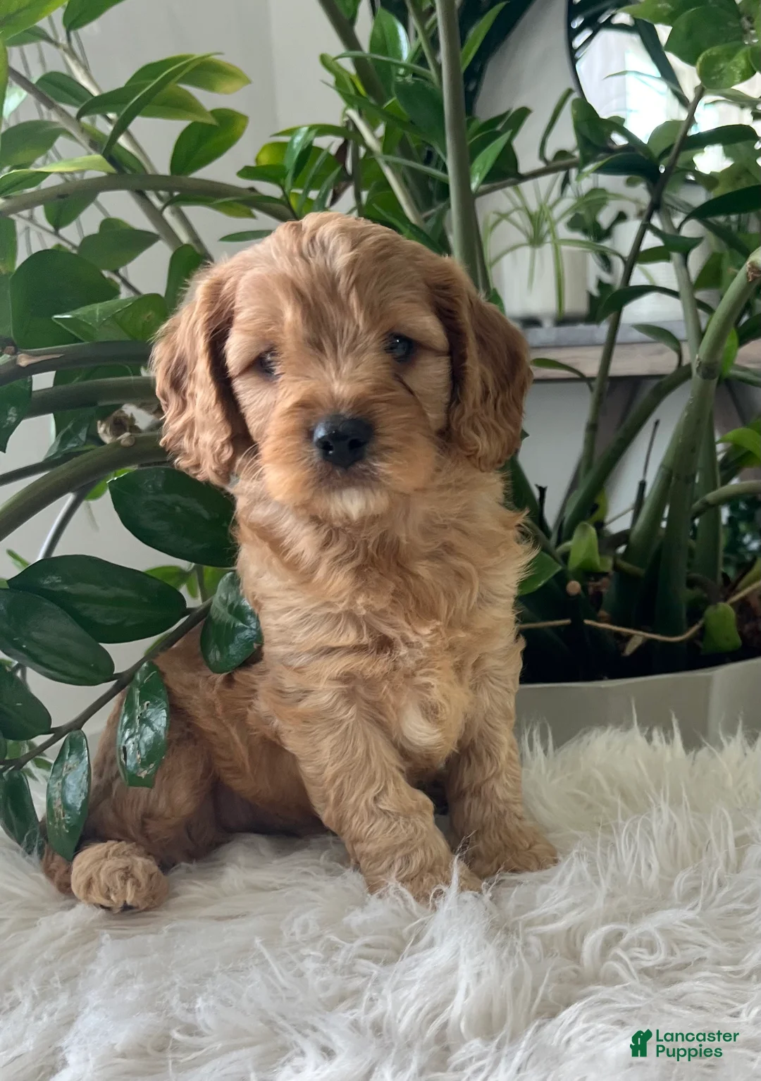 Cavapoo dogs for sale: Dakota  - Ad 1