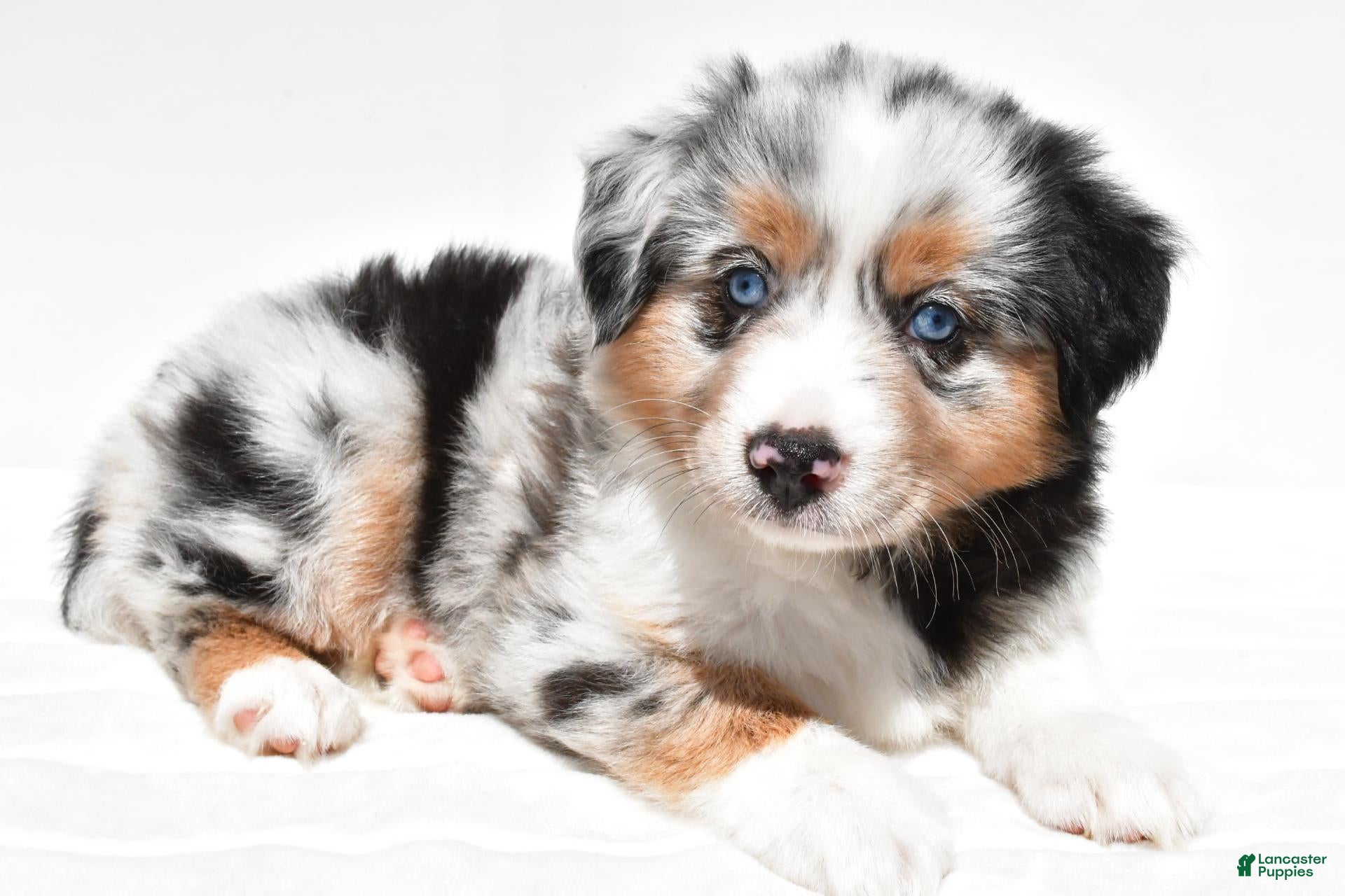 Miniature Australian Shepherd dogs Stella - Ad 1