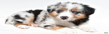 Stella
