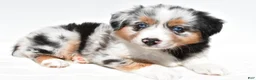 Miniature Australian Shepherd dogs for sale: Stella - Ad 1