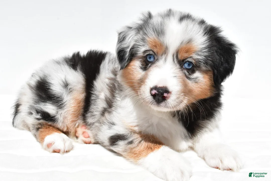 Miniature Australian Shepherd dogs for sale: Stella - Ad 1