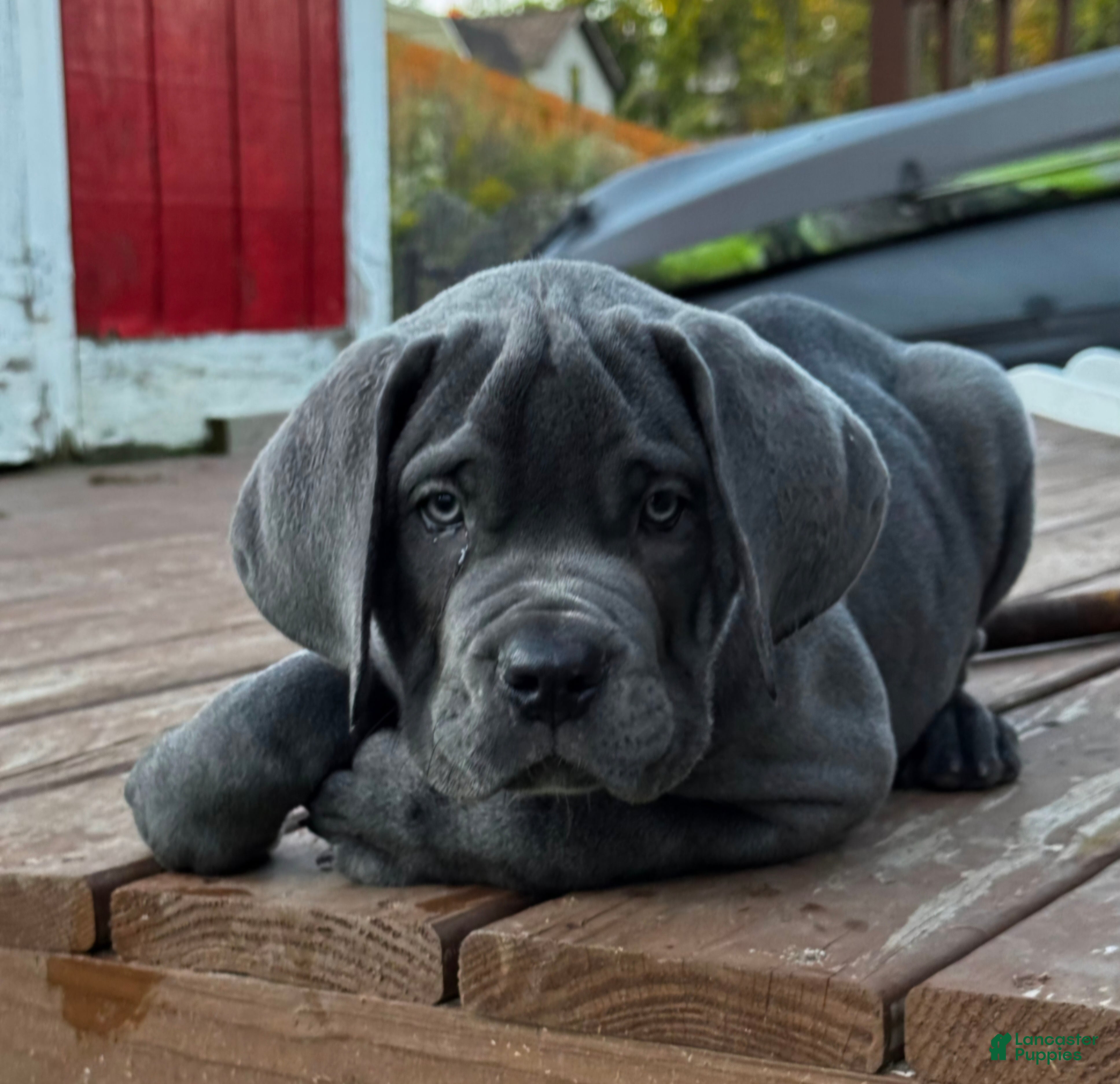 Cane Corso dogs Cane Corso Blue Collar - Ad 6