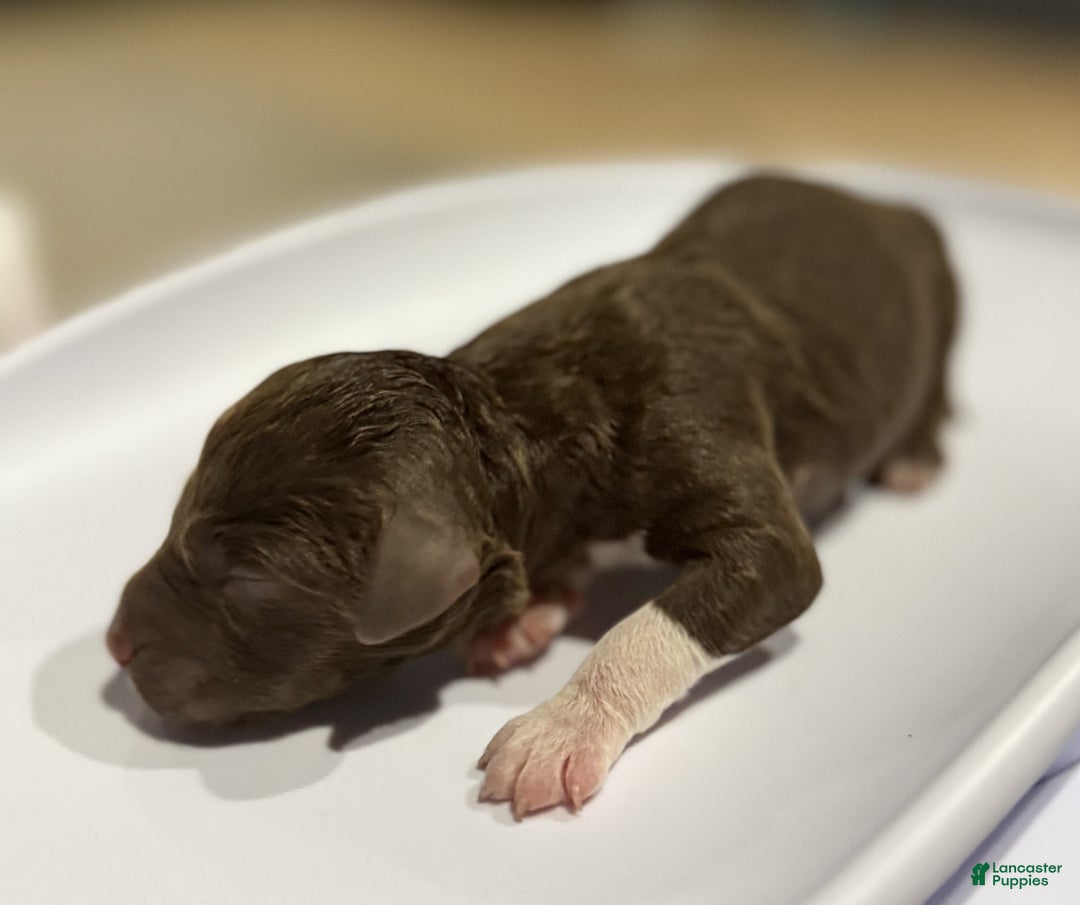 Lagotto Romagnolo dogs for sale: Lagotto Romagnolo Puppy 4 - Ad 1