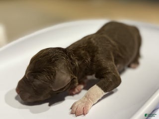 Lagotto Romagnolo dogs Lagotto Romagnolo Puppy 4 - Ad 1