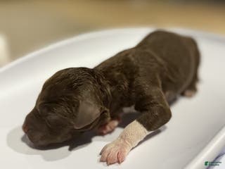 Lagotto Romagnolo dogs Lagotto Romagnolo Puppy 4 - Ad 1