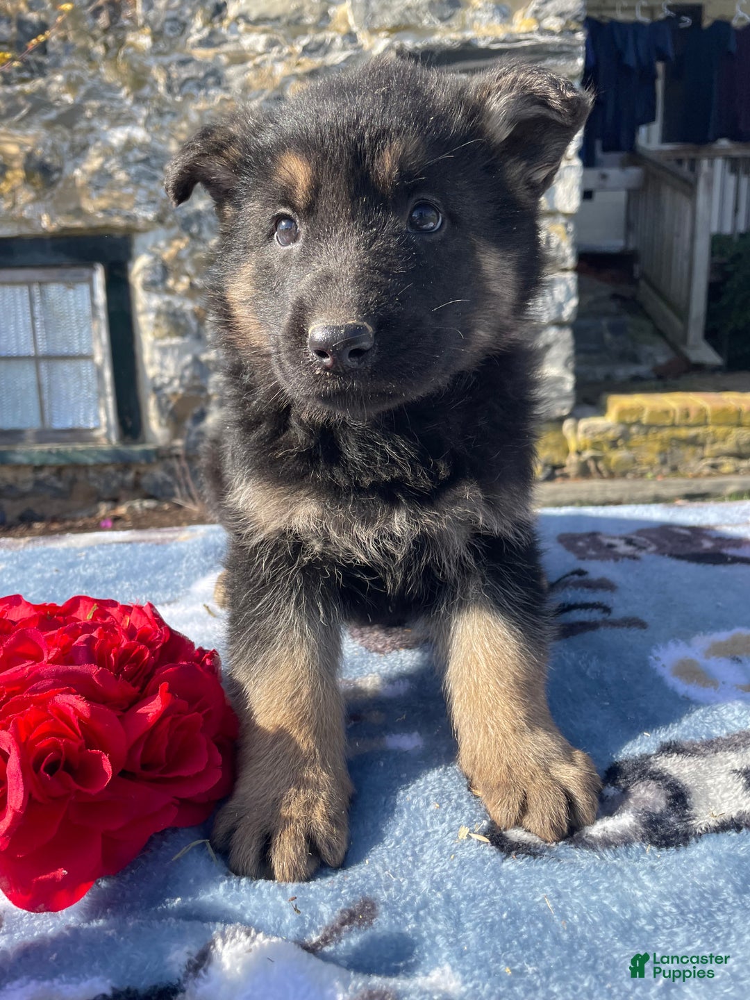 German Shepherd dogs for sale: Dasher - Ad 1