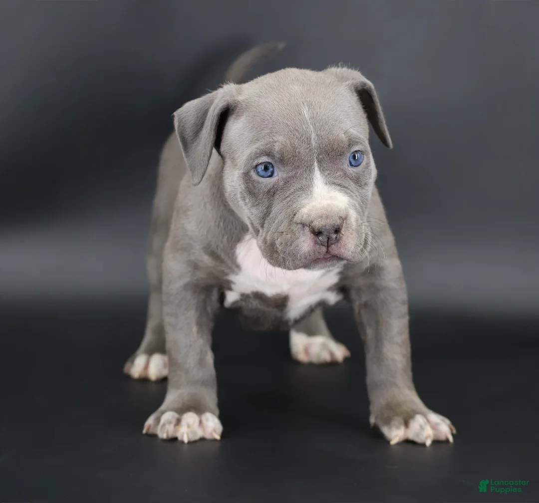American Bully dogs for sale: Lady - Ad 1