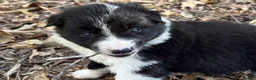 Border Collie dogs for sale: Pepper - Ad 5
