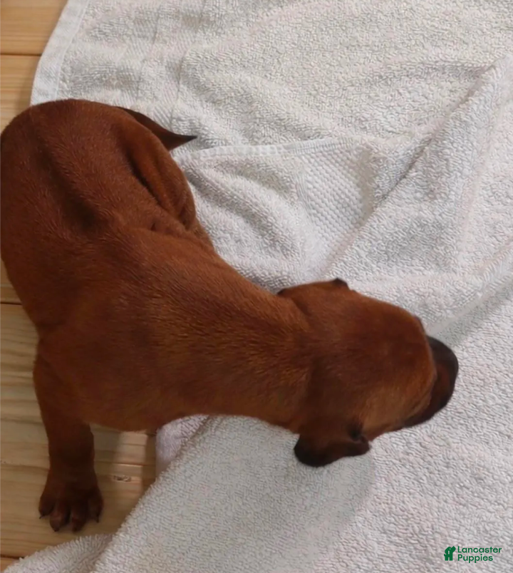 Rhodesian Ridgeback dogs Rhodesian Ridgeback MALE 1 - Ad 5