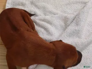 Rhodesian Ridgeback dogs for sale: Rhodesian Ridgeback MALE 1 - Ad 1