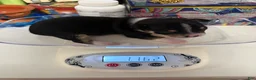 Chihuahua dogs for sale: Chihuahua 2 - Ad 6