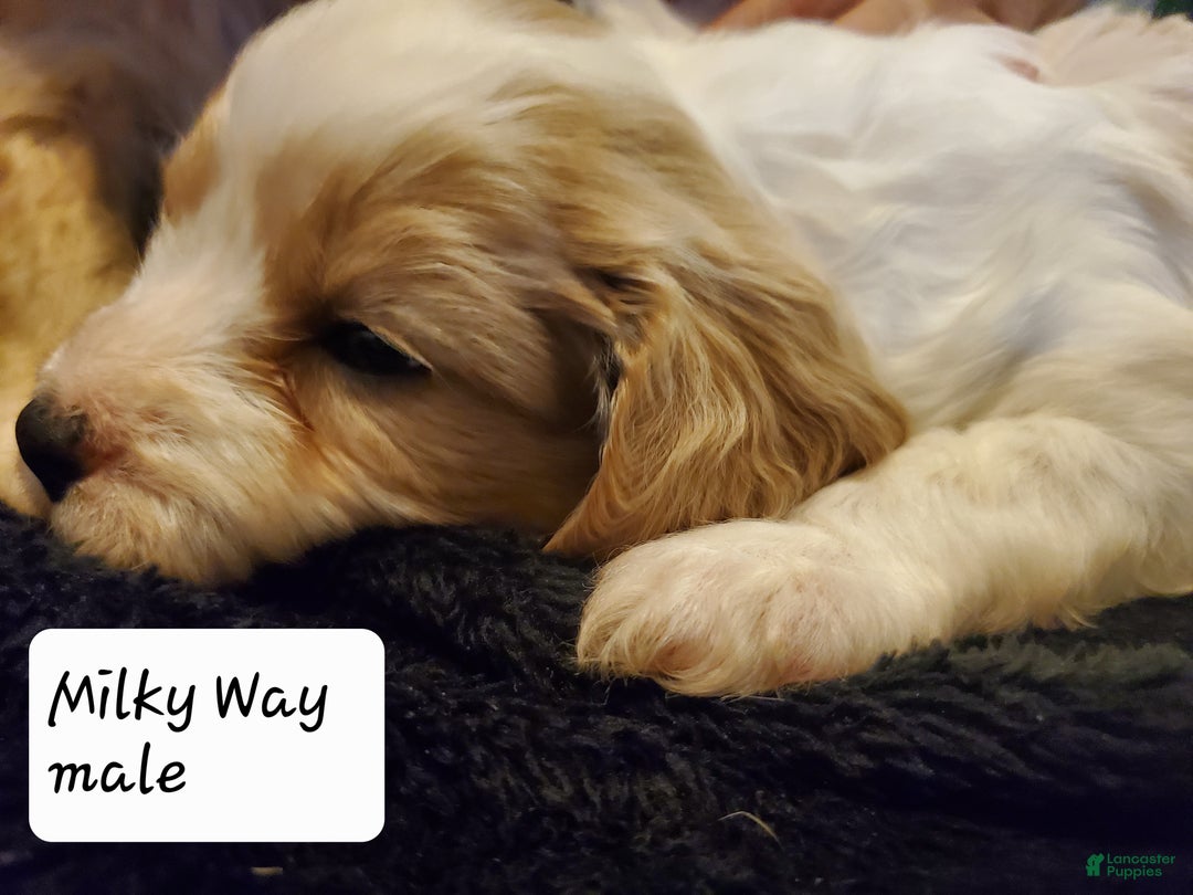 Cavachon dogs for sale: Milky Way - Ad 4