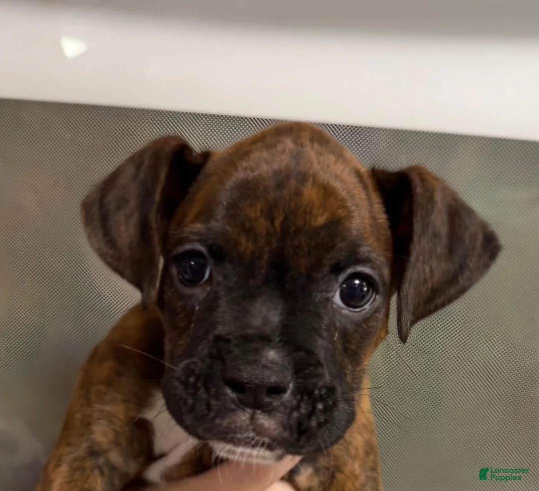 Boxer dogs for sale: Boxer puppies  - Ad 8