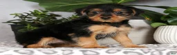 Yorkiepoo dogs for sale: Victoria - Ad 6