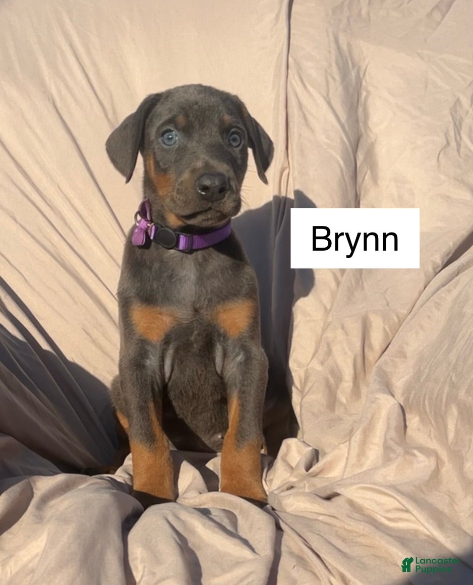 Doberman Pinscher dogs Brynn - Ad 1
