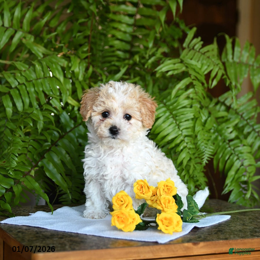 Mixed Breed dogs Crystal - Ad 9