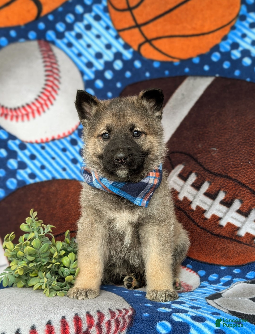 Mixed Breed dogs for sale: Clifton - Ad 2