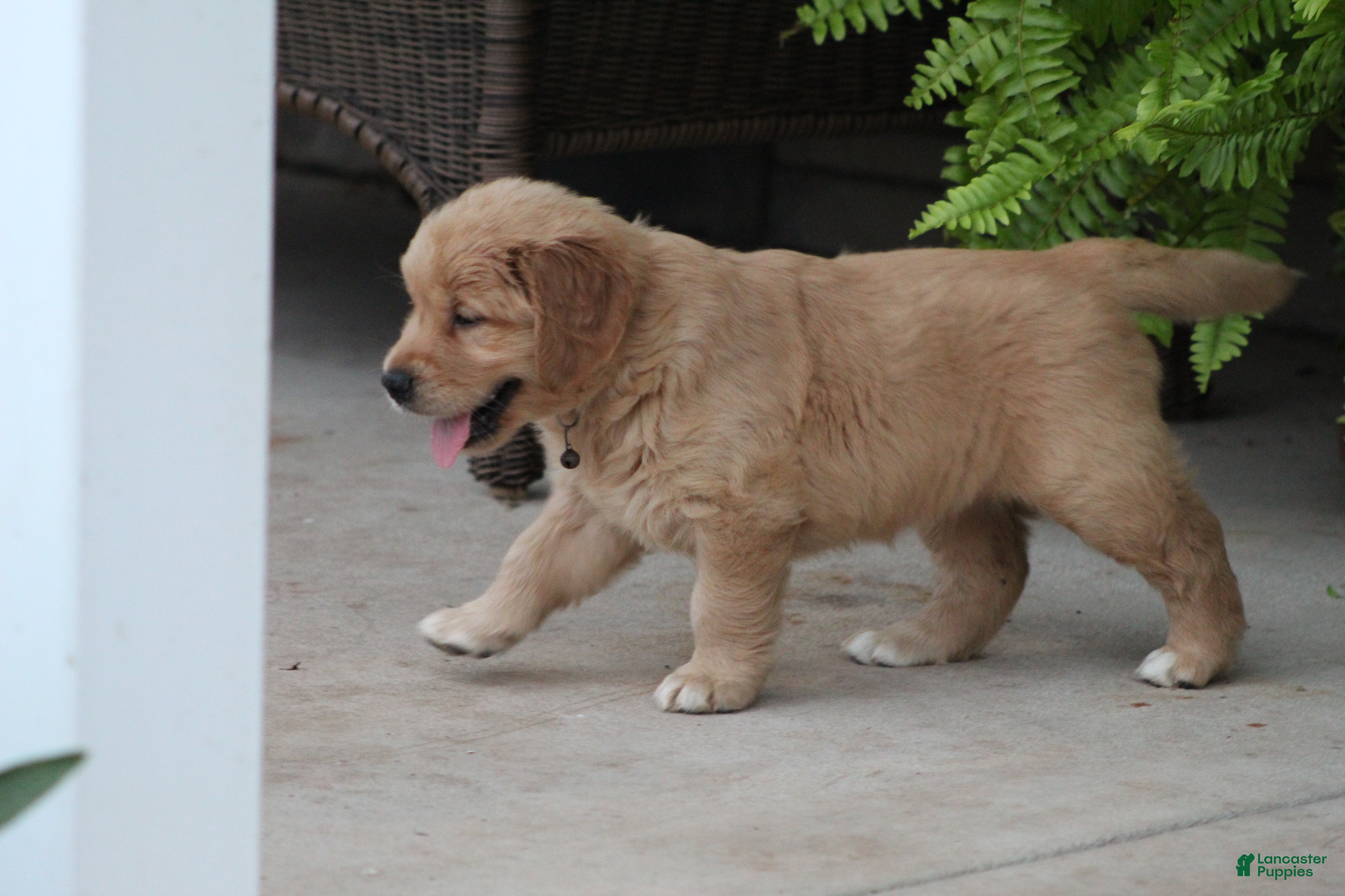Golden Retriever dogs Sophie - Ad 2