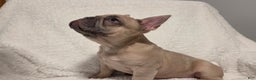 French Bulldog dogs for sale: French Bulldog Puppy 1 - Ad 3