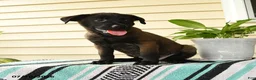 Belgian Malinois dogs for sale: Nia - Ad 5