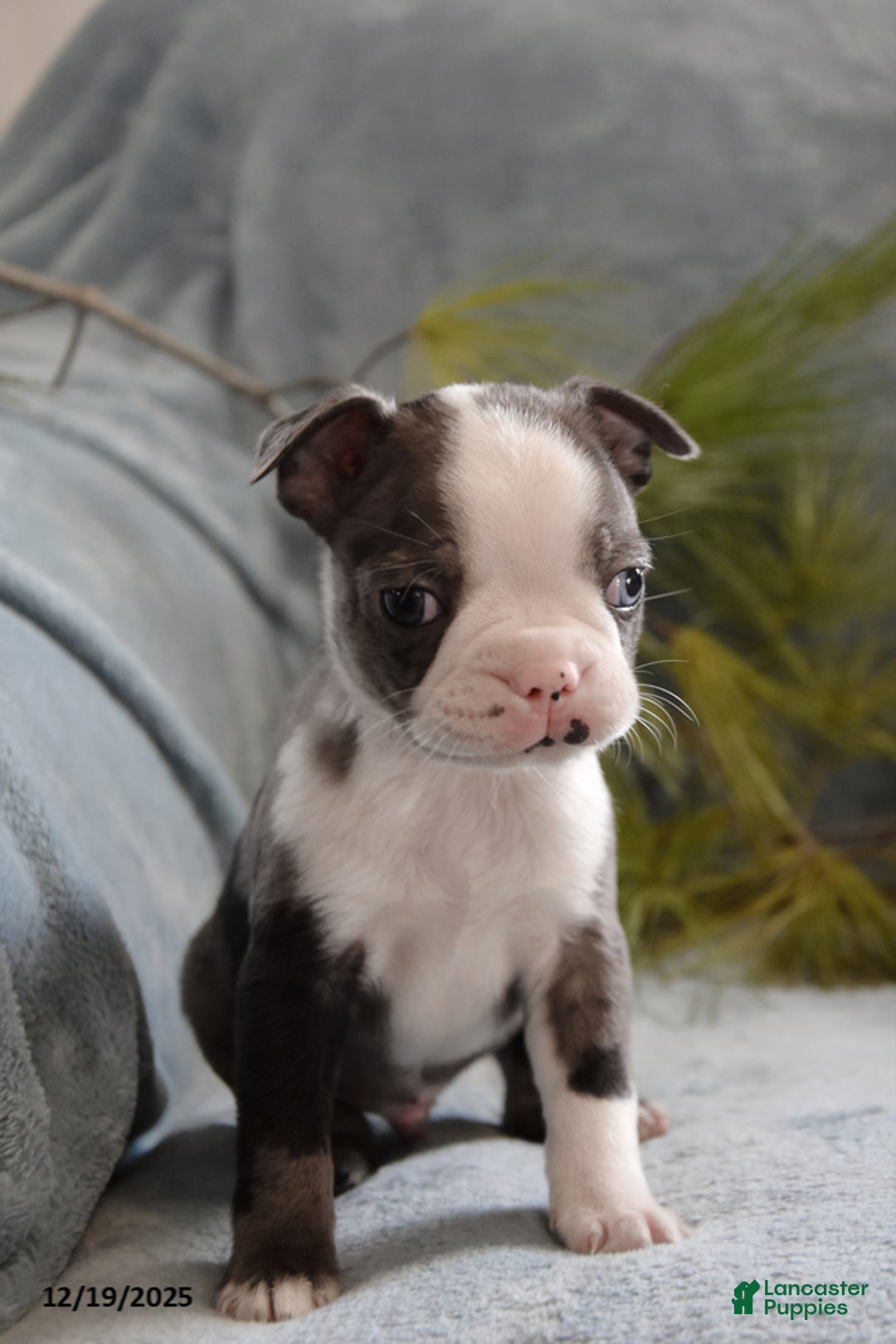 Boston Terrier dogs for sale: Tucker - Ad 4