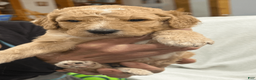 Goldendoodle dogs for sale: Blue - Ad 2