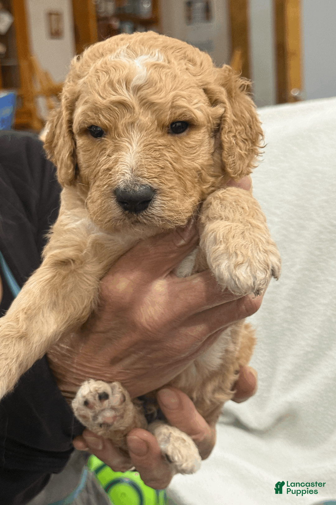 Goldendoodle dogs for sale: Blue - Ad 2