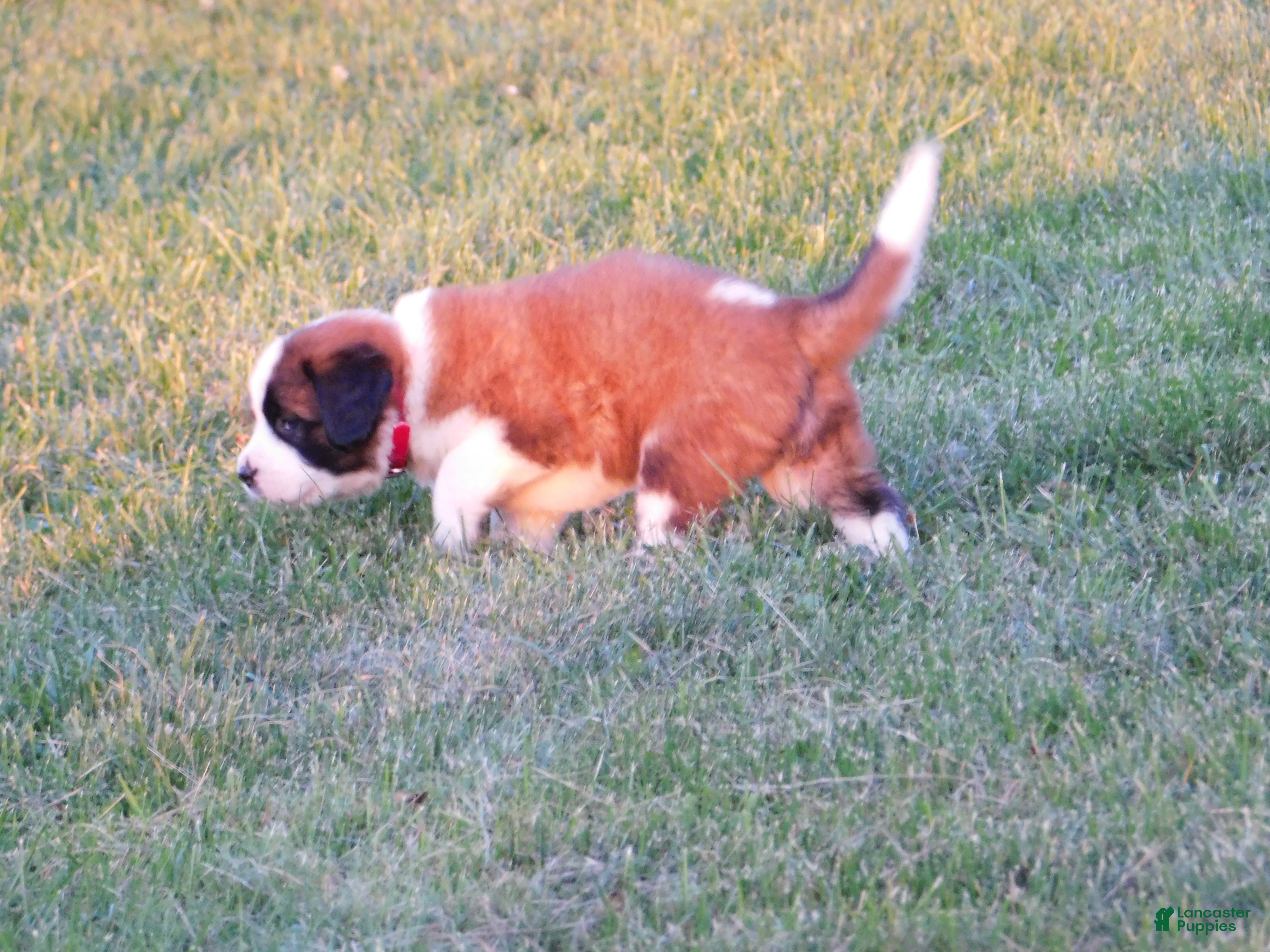 Saint Bernard dogs Rosie - Ad 2