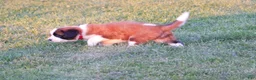 Saint Bernard dogs for sale: Rosie - Ad 2