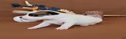 Jack Russell Terrier dogs for sale: Nash purebred JRT  - Ad 2