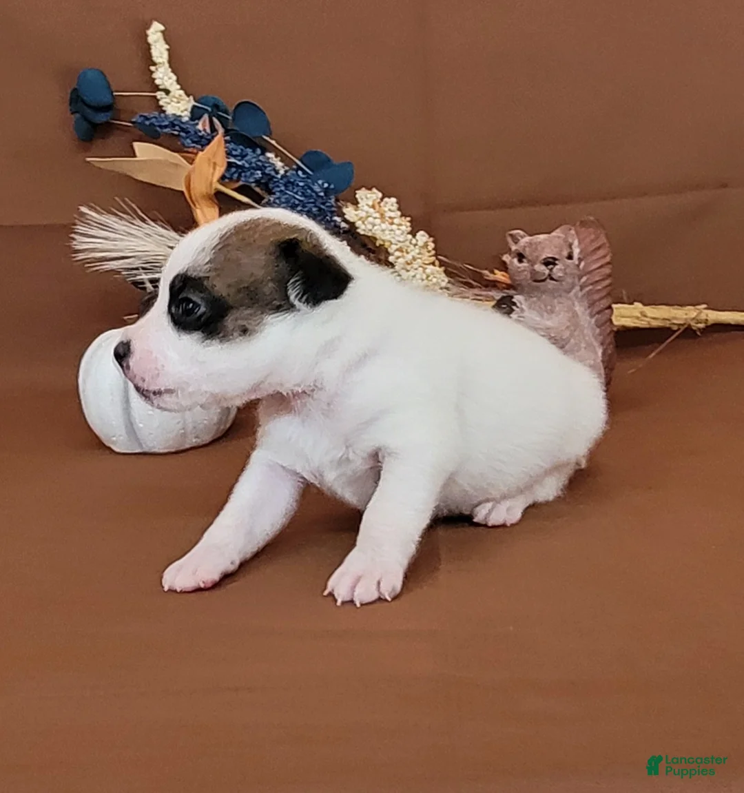Jack Russell Terrier dogs for sale: Nash purebred JRT  - Ad 2