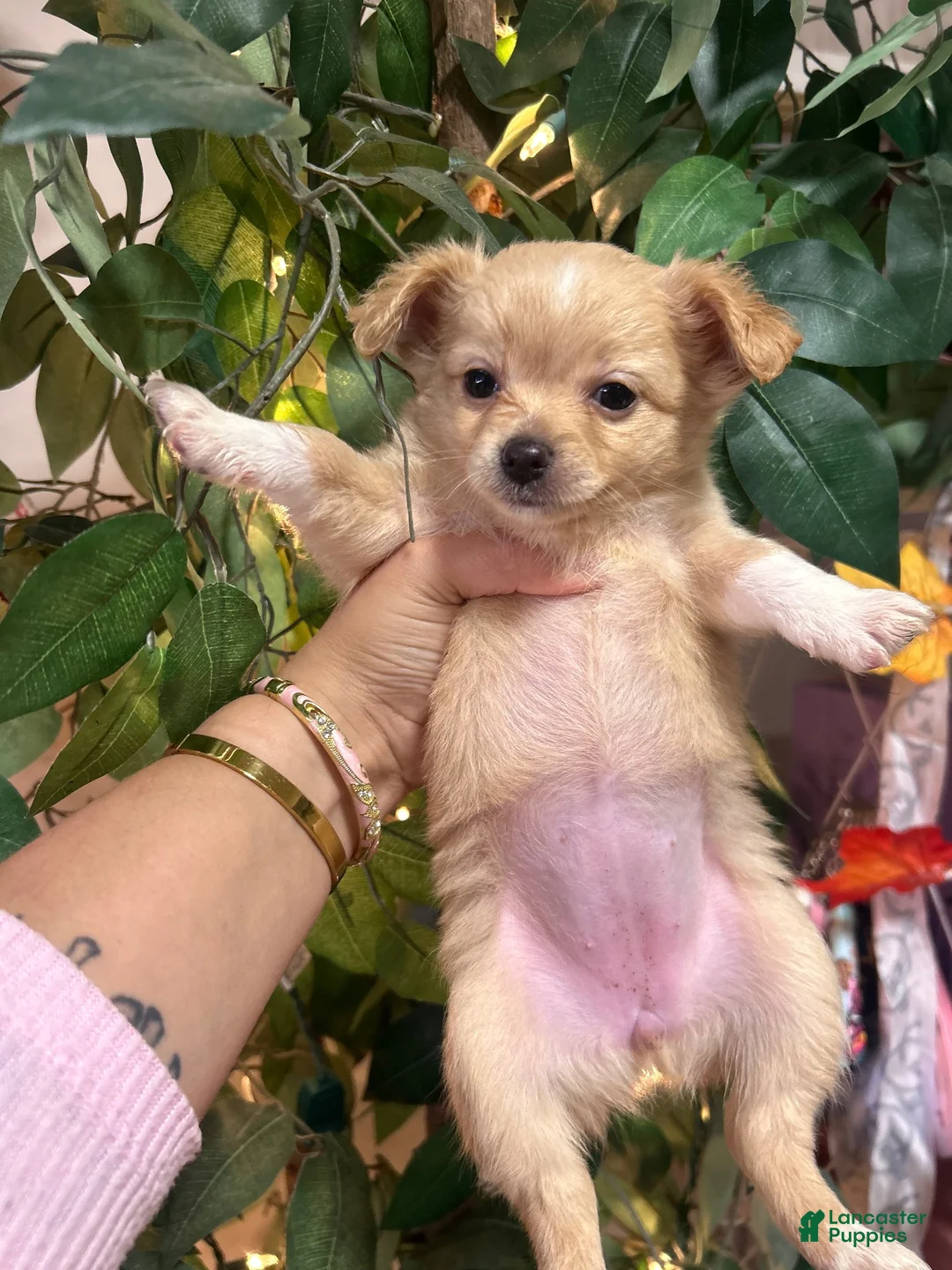 Chihuahua dogs for sale: Chihuahua 3 - Ad 2