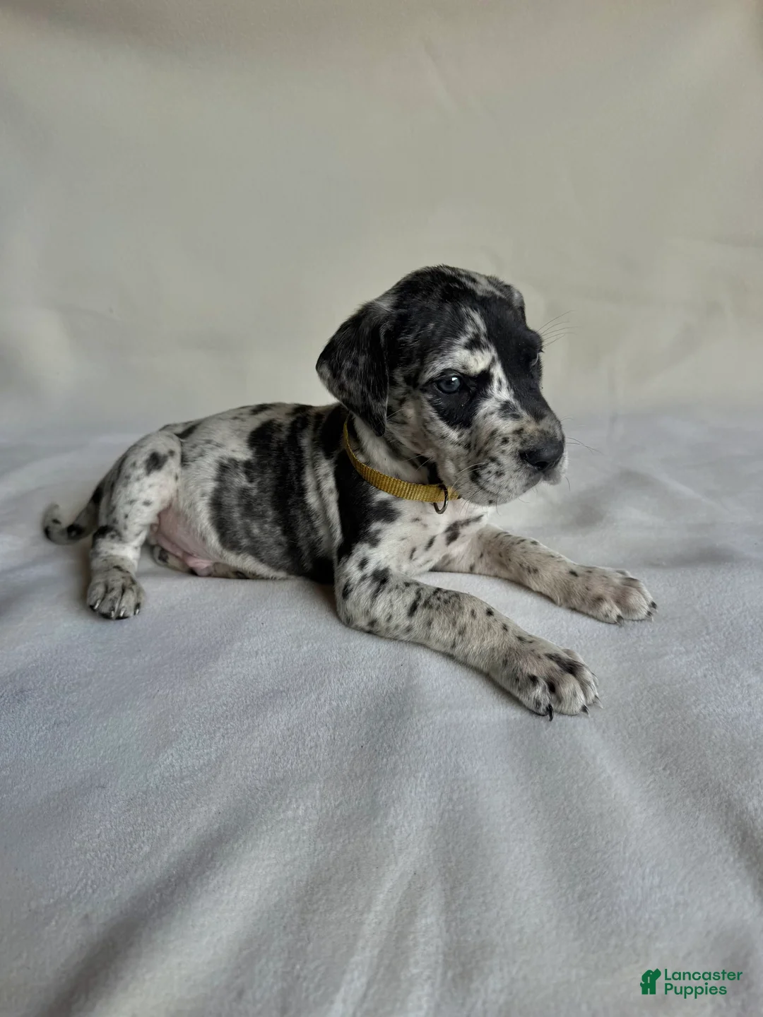 Great Dane dogs for sale: Flash- yellow - Ad 2