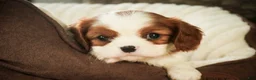 Cavalier King Charles Spaniel dogs for sale: Basil - Ad 3