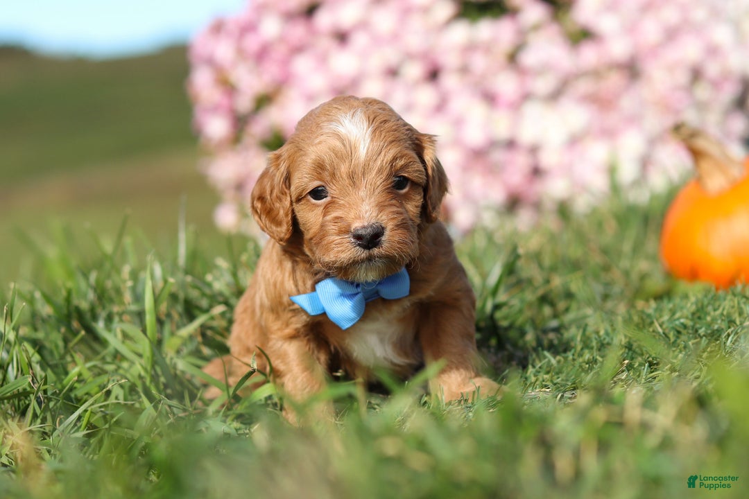 Cavapoo dogs for sale: Bentley - Ad 3