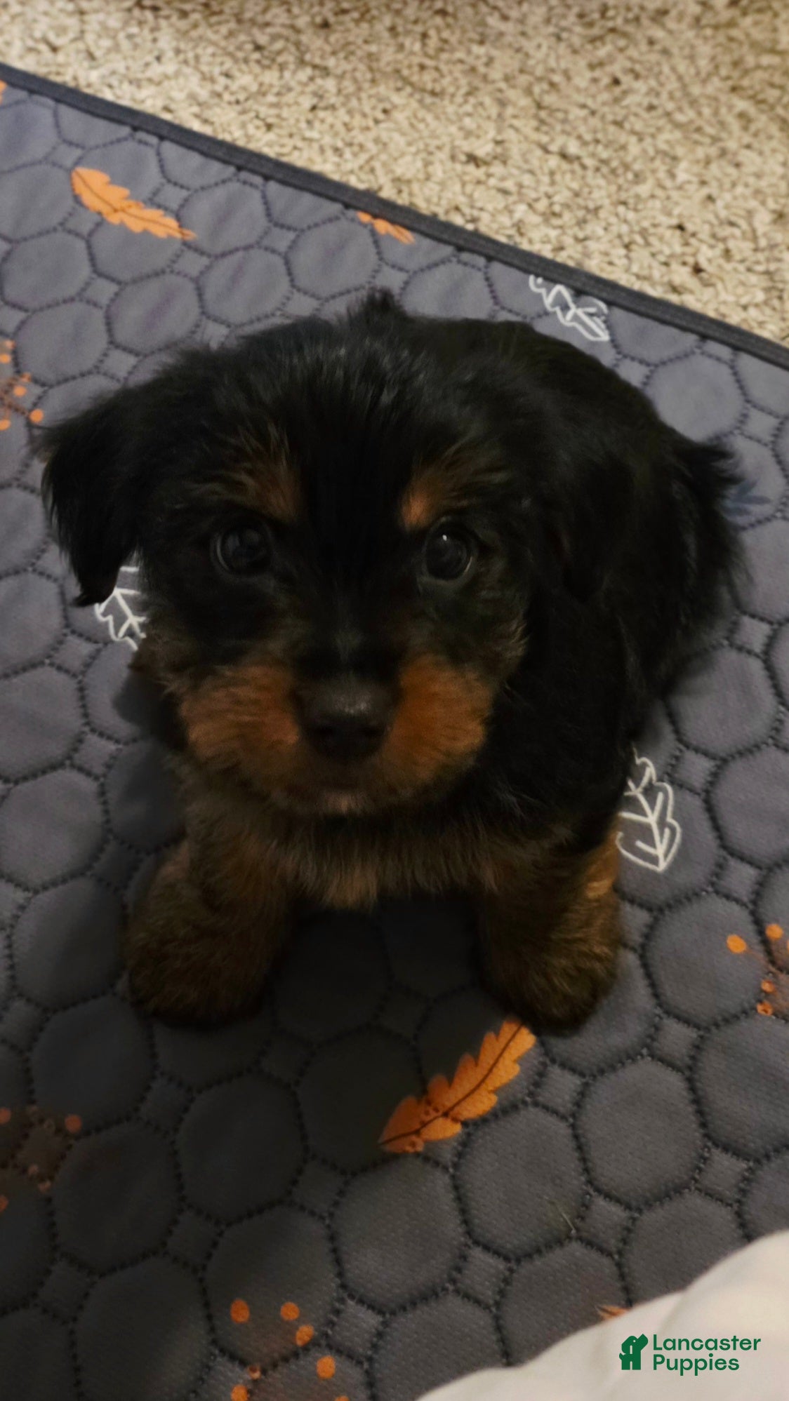 Yorkshire Terrier dogs Rowdy - Ad 2