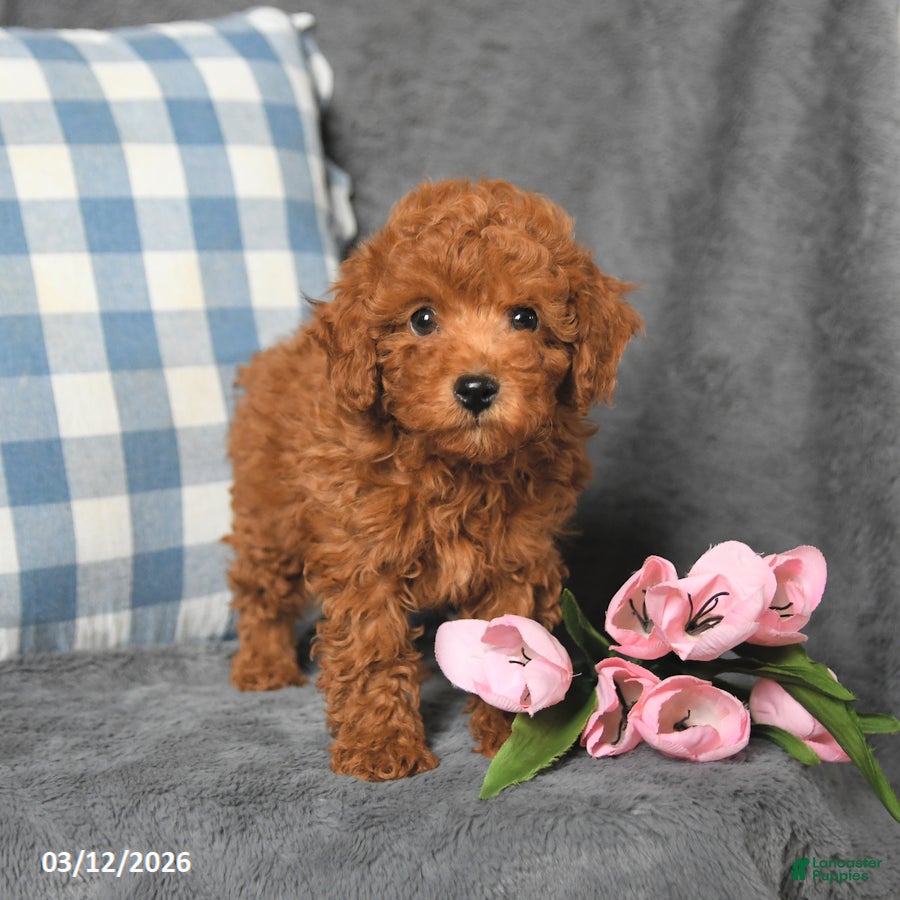 Toy Poodle dogs Rudy - Ad 1