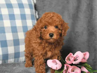 Toy Poodle dogs for sale: Rudy - Ad 2
