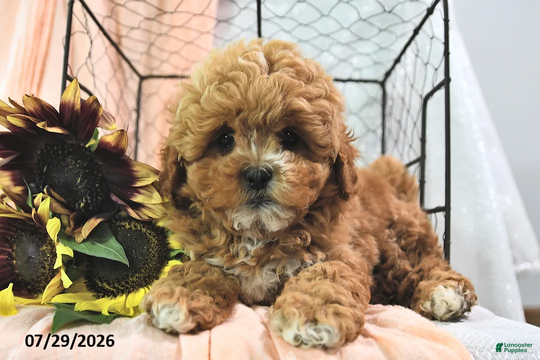 Shihpoo dogs for sale: Stacey - Ad 1