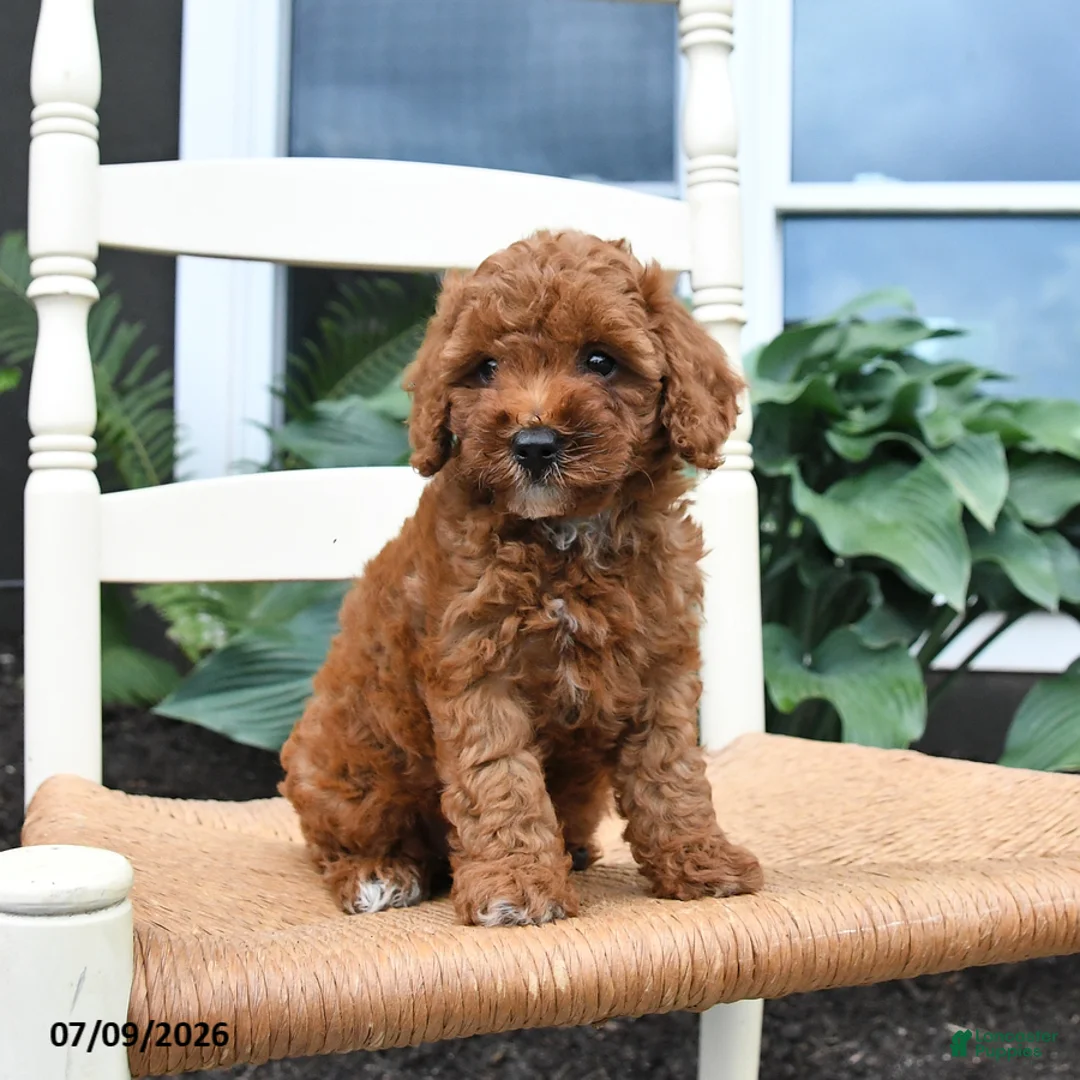 Toy Poodle dogs for sale: Nala - Ad 2