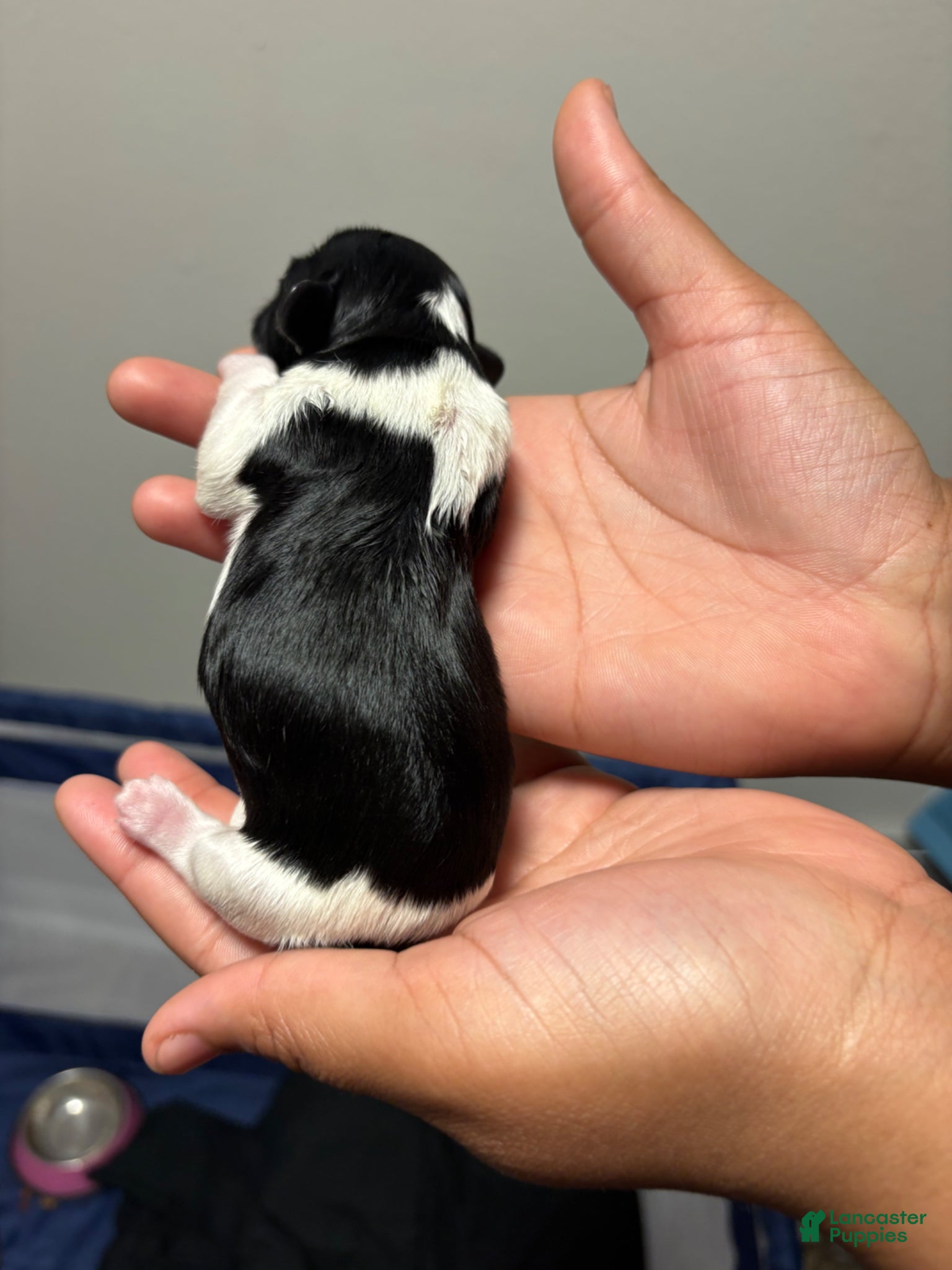 Shih Tzu dogs Shih Tzu Puppy 1 - Ad 18