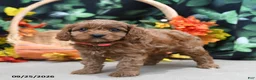 Cavapoo dogs for sale: Buffy - Ad 4