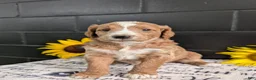 Goldendoodle dogs for sale: Lola - Ad 6