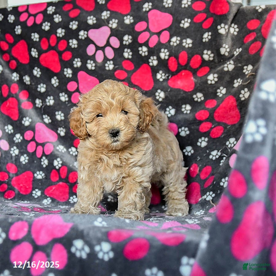 Mixed Breed dogs Hero - Ad 5