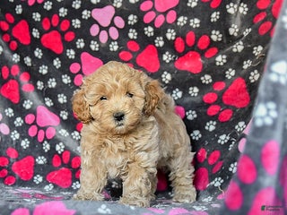 Mixed Breed dogs Hero - Ad 4