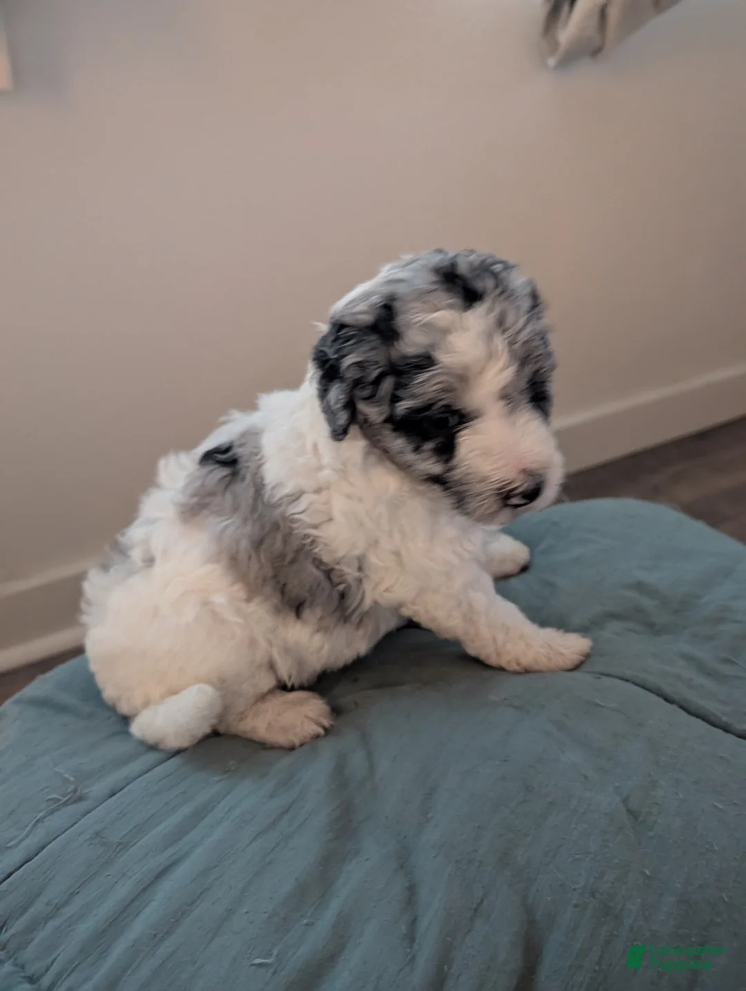 Mixed Breed dogs for sale: Golden Aussiedoodle 8 - Ad 2