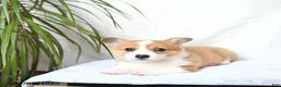 Welsh Corgi Pembroke dogs for sale: Molly - Ad 5