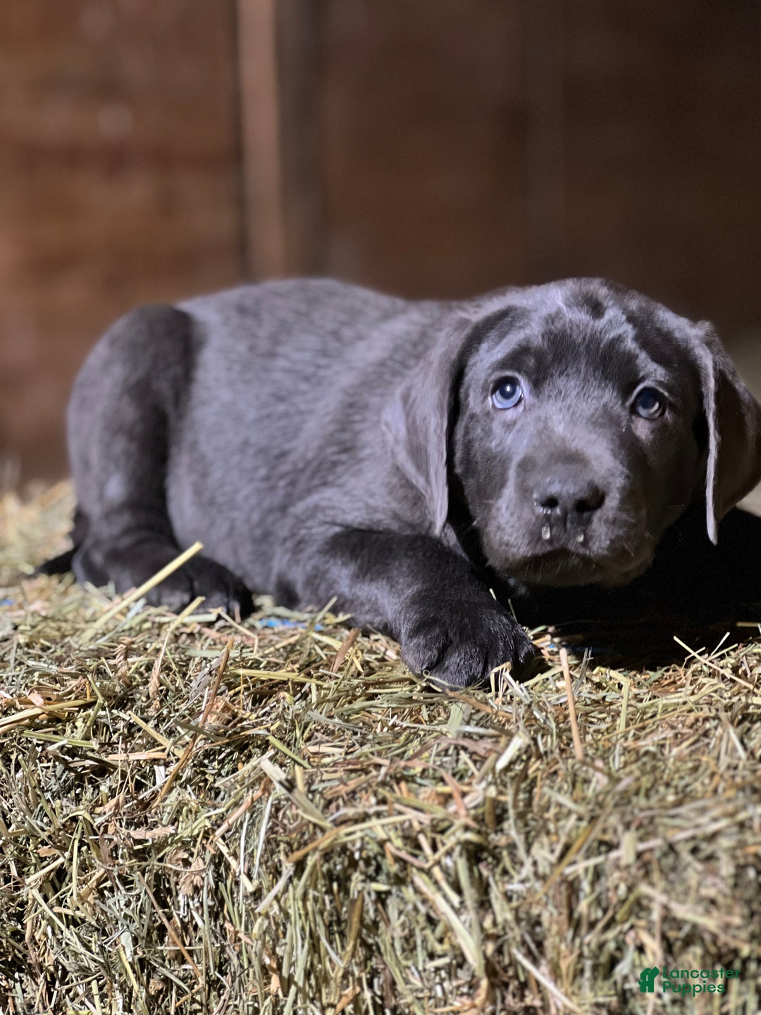 Labrador Retriever dogs for sale: Taki - Ad 2