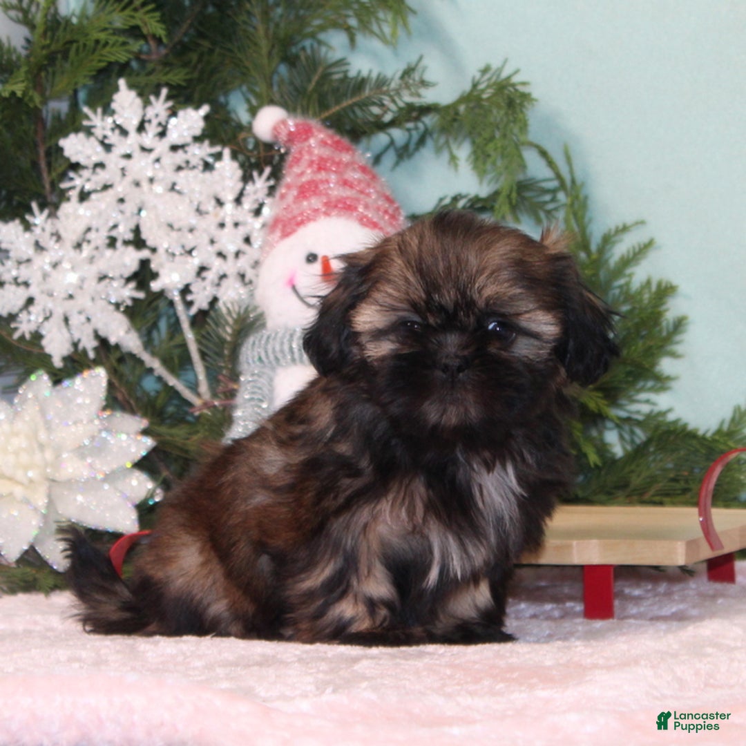 Shih Tzu dogs for sale: Magic - Ad 2