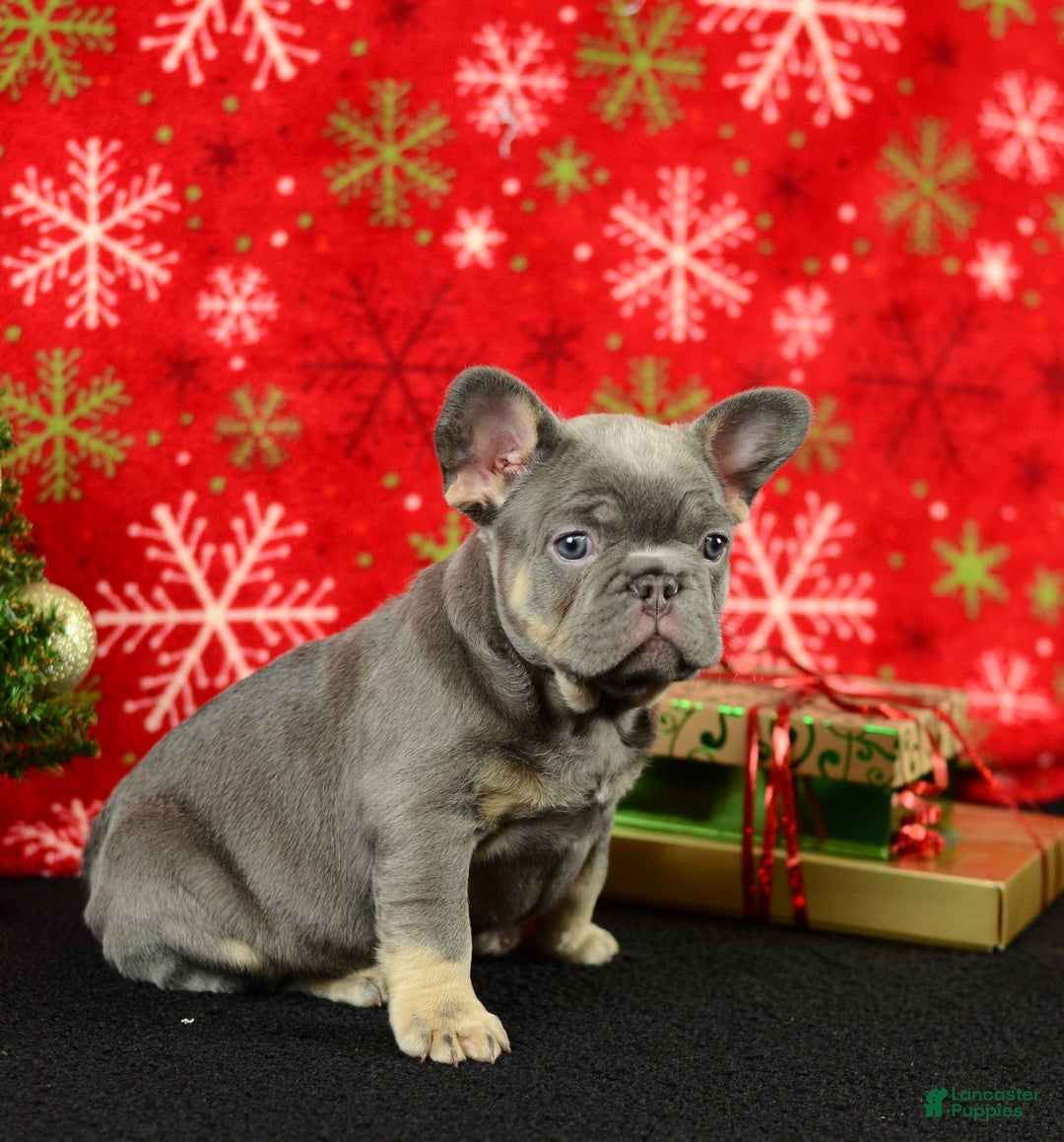 French Bulldog dogs for sale: Rocky - Ad 2